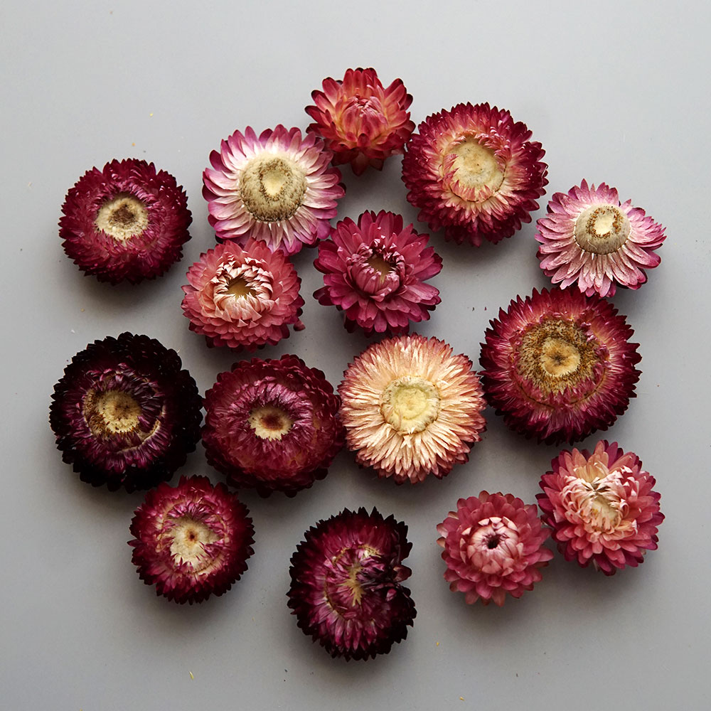 Natural Dried Colorful Chrysan - огляд і ціна Candle Making Supplies Online